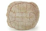 Inflated Fossil Tortoise (Stylemys) w/ Limb Bones - South Dakota #373009-6